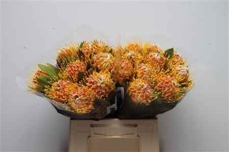 Leucospermum nutans 'Veldfire'