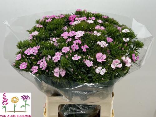 Dianthus barbatus 'Amazon Rose Magic'