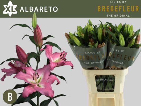 Lilium (OT-hybrids Grp) 'Albareto'