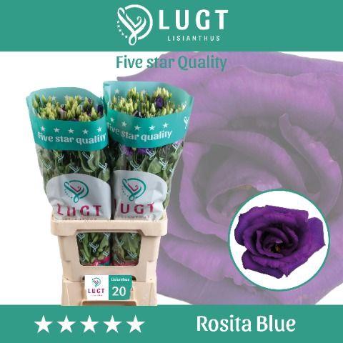 Eustoma russellianum gevuldbloemig 'Rosita Blue'