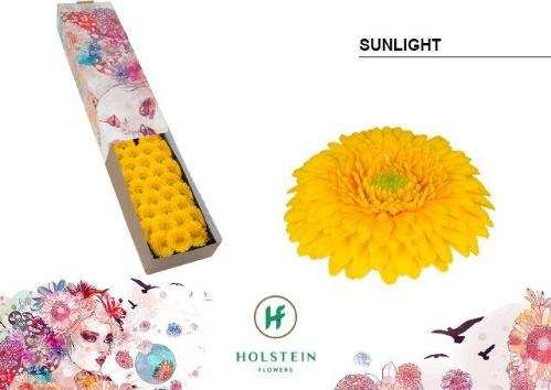 Gerbera mini bolvormig Pomponi Sunlight