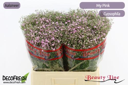 Gypsophila paniculata 'My Pink'