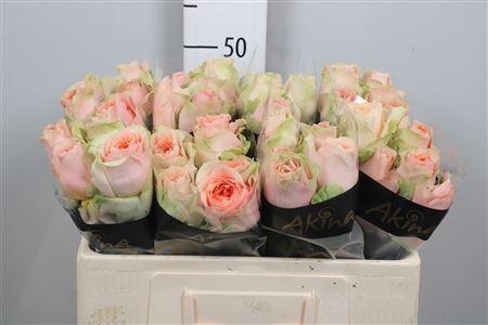 Rosa grootbloemig G-Force