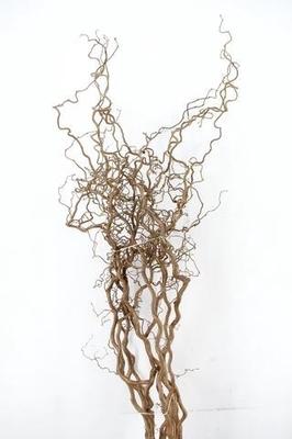 Corylus avellana 'Contorta'