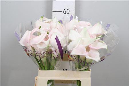 Zantedeschia Sweet Art