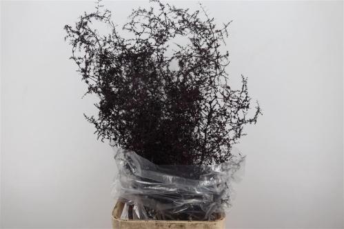 Asparagus overig kleurbehandeld H%