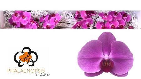 Phalaenopsis per bloem 'Happy Valentina'
