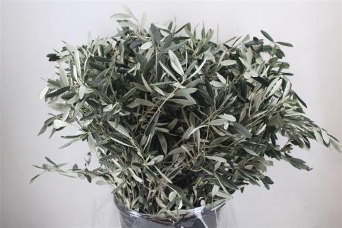 Olea europaea per bos