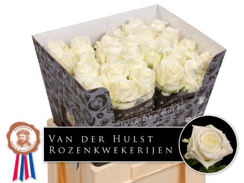 Rosa grootbloemig Noëlia