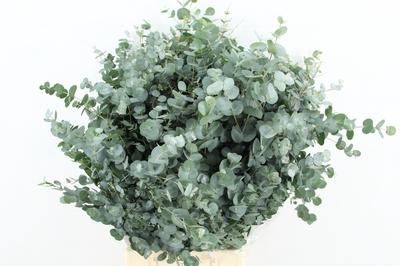 Eucalyptus per bos gunnii