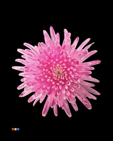 Chrysanthemum (Indicum Grp) geplozen Topspin kleurbehandeld H%
