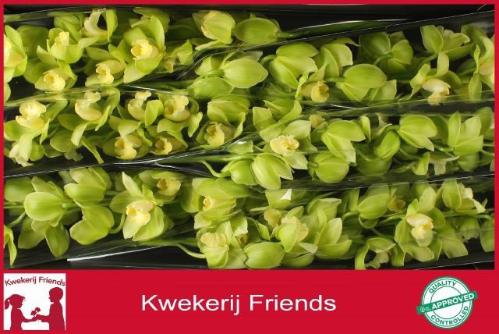 Cymbidium grootbloemig per tak 'Mint Ice'
