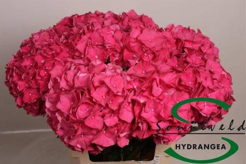 Hydrangea macrophylla 'Rodeo' (rood)
