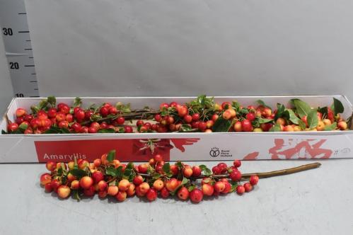Siervruchten per tak Malus 'Red Sentinel'