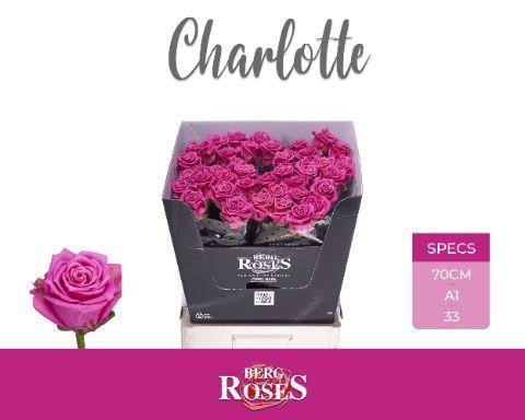 Rosa grootbloemig Tantau’s Charlotte