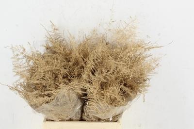 Asparagus overig kleurbehandeld H%