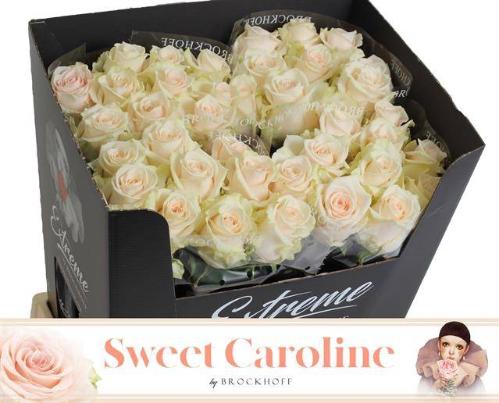 Rosa grootbloemig Sweet Caroline