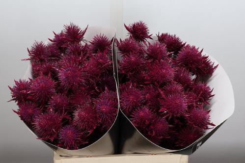Eryngium alpinum kleurbehandeld H%