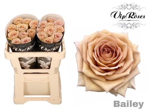 Rosa grootbloemig Bailey!