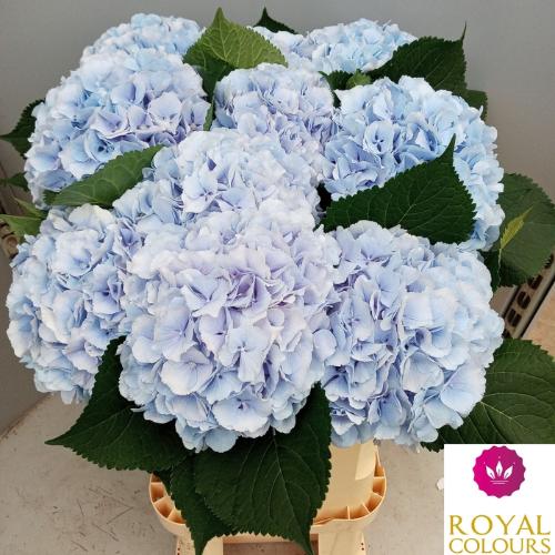 Hydrangea macrophylla 'Verena' (blauw)