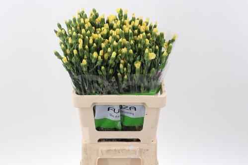 Dianthus tros overig