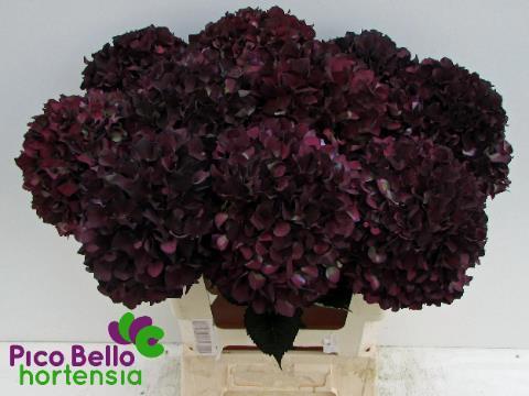 Hydrangea macrophylla Magical Rubyred (classic paars)
