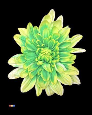 Chrysanthemum Indicum Grp tros kas kleurbehandeld H%