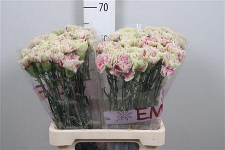 Dianthus standaard 'Antigua'