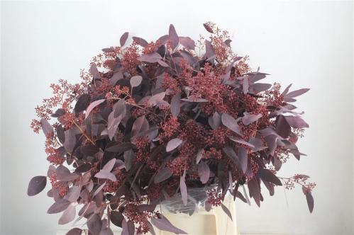 Eucalyptus polyanthemos (fruit) kleurbehandeld per bos H%