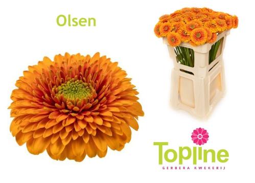 Gerbera mini bolvormig Gerrondo Olsen