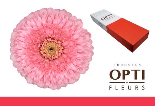 Gerbera mini bolvormig Pomponi Piggy