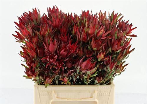 Leucadendron 'Safari Sunset'