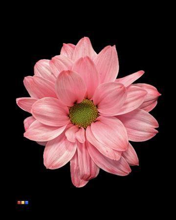 Chrysanthemum Indicum Grp tros kas kleurbehandeld H%