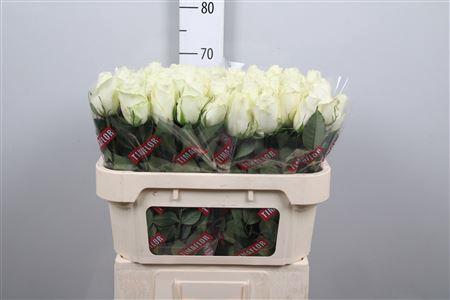 Rosa grootbloemig Albatros