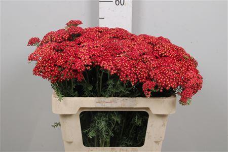 Achillea millefolium 'Paprika'