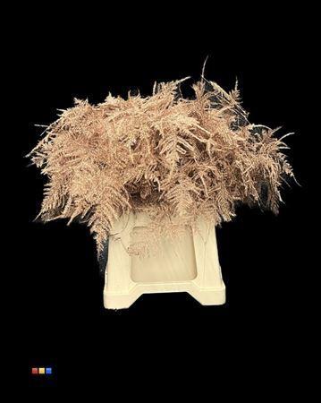 Asparagus overig kleurbehandeld H%