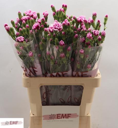 Dianthus tros Enigma