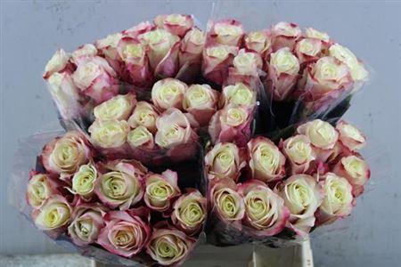 Rosa grootbloemig Marosa