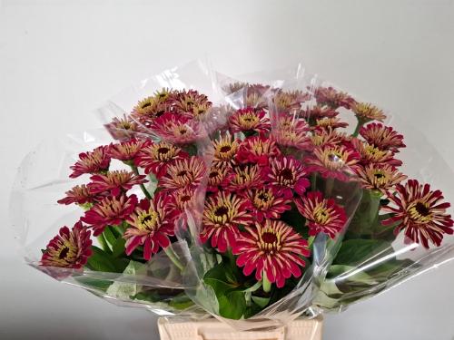 Zinnia elegans