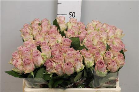 Rosa grootbloemig Memory Lane!