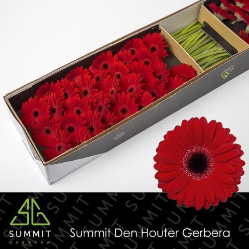 Gerbera mini 'Black Tie'