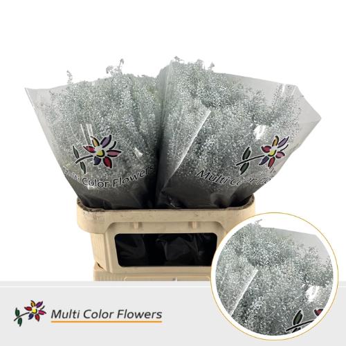 Lepidium kleurbehandeld H%