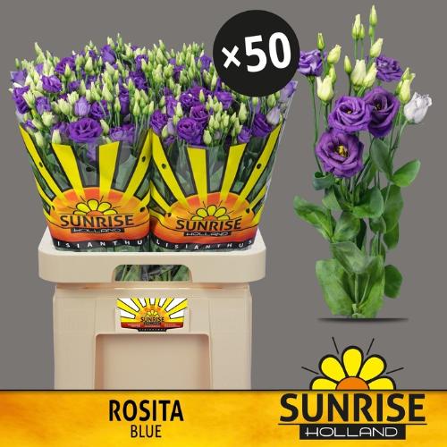 Eustoma russellianum gevuldbloemig 'Rosita Blue'