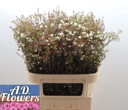 Chamelaucium micranthum 'Liron'