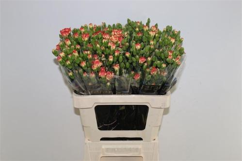 Dianthus tros 'Carimbo'