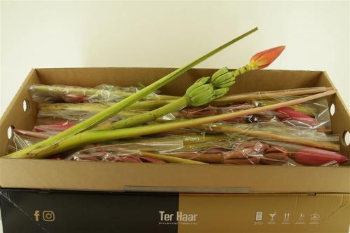Heliconia boeket