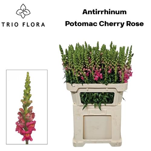 Antirrhinum majus 'Potomac Cherry Rose'