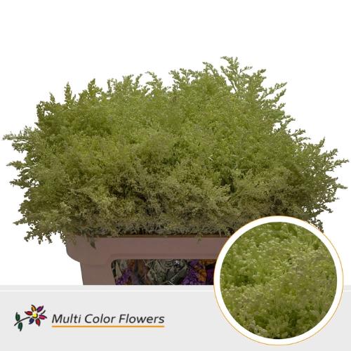 Solidago kleurbehandeld H%