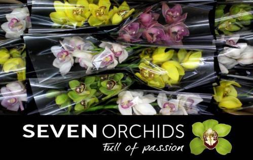 Cymbidium grootbloemig per tak gemengd