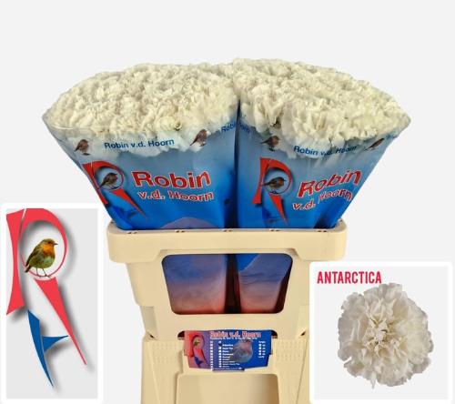 Dianthus standaard Antarctica